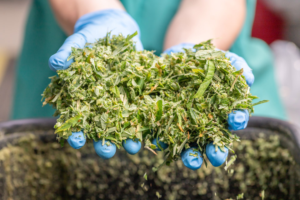 commercial cannabis trimmer trim